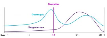 Menstrual cycle chart hormones JH colours 800 287
