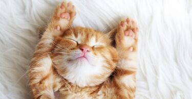 Cute kitten cosy pets cat in bed 600 400