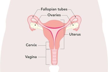 Vagina On Period