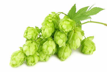 Picture of hops