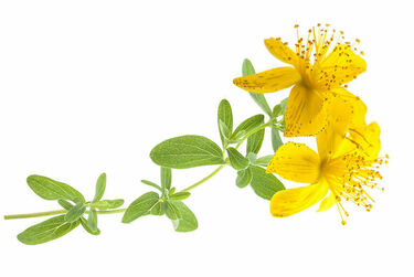 Picture of St Johns Wort