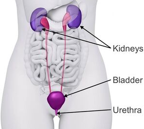 Diagram of the urinary tract labelled