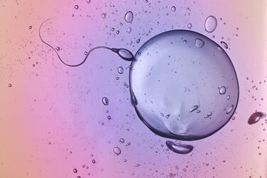 19img webinar fertility preconception care