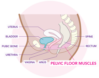 Where is your pelvic floor