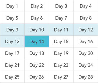 28 day cycle ovulation