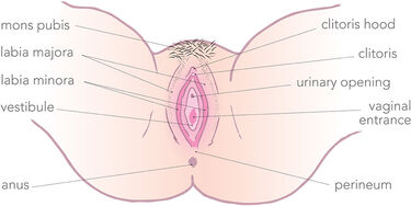 An illustration showing different parts of the vulva