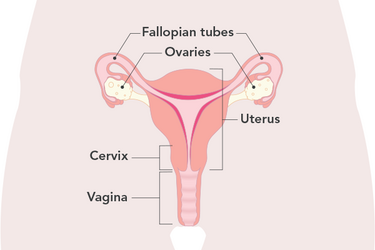 Diagram of female reproductive system