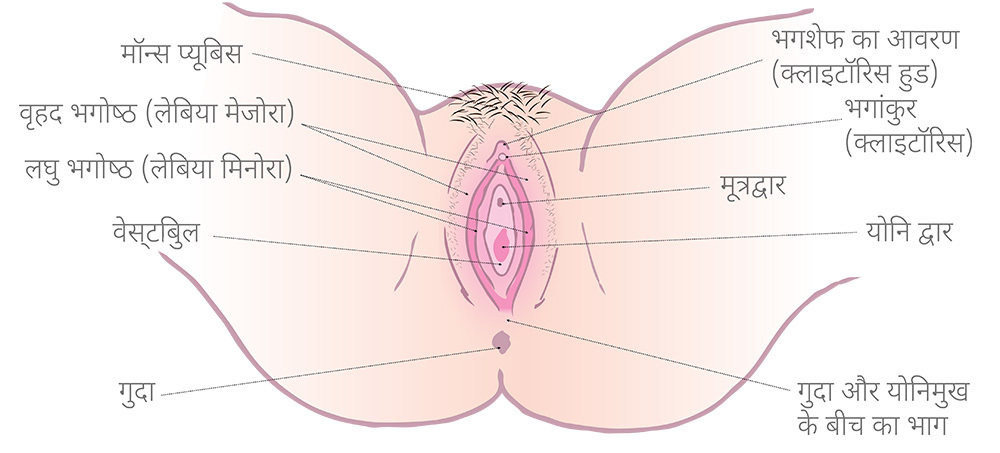 योनि के विभिन्न हिस्सों को दर्शाती हुई एक तस्वीर।