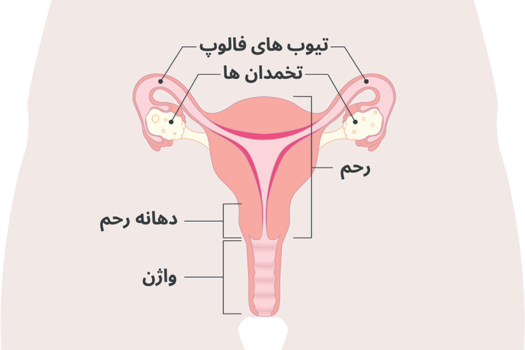 تصویر سیستم تولید مثل زنان، شامل واژن، دهانه رحم، رحم، تخمدان ها و لوله های فالوپ.