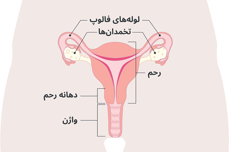تصویری از دستگاه تناسلی زن شامل واژن، دهانه رحم، رحم، تخمدان ها و لوله های فالوپ.