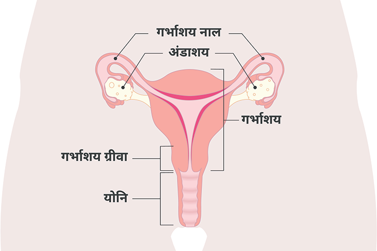 महिला प्रजनन प्रणाली का चित्र जिसमें योनि, गर्भाशय ग्रीवा, गर्भाशय, अंडाशय और फैलोपियन ट्यूब शामिल हैं।