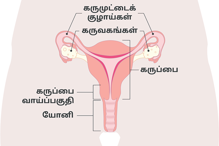 யோனி, கருப்பை வாய், கருப்பை, கருவகங்கள் மற்றும் கருக்குழாய் உட்பட பெண் இனப்பெருக்க அமைப்பின் வரைபடம்.