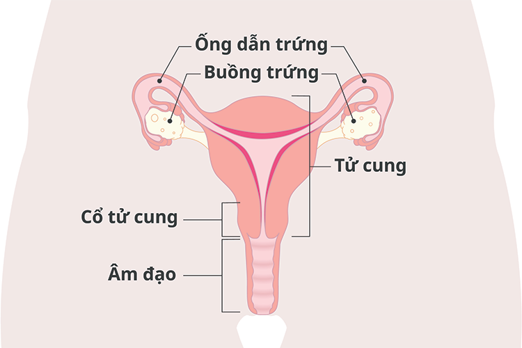 Hình ảnh về hệ sinh sản nữ, bao gồm âm đạo, cổ tử cung, buồng trứng và ống dẫn trứng.