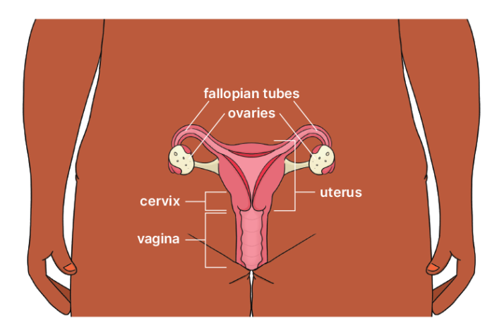 female reproductive system diagram