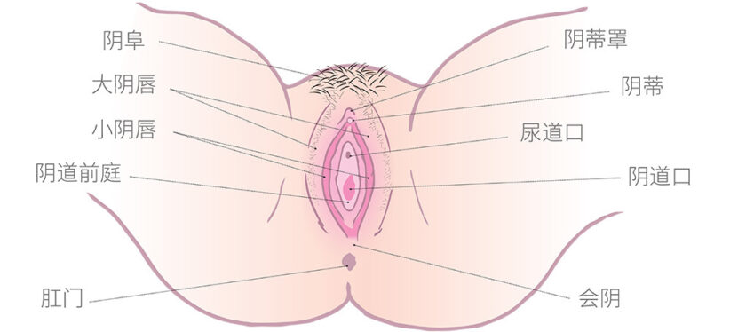 Diagram of the vulva with Chinese simplified labels