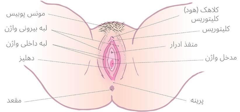 Diagram of the vulva with Farsi labels