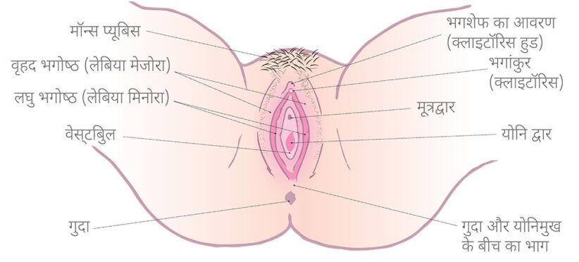 Diagram of the vulva with Hindi labels