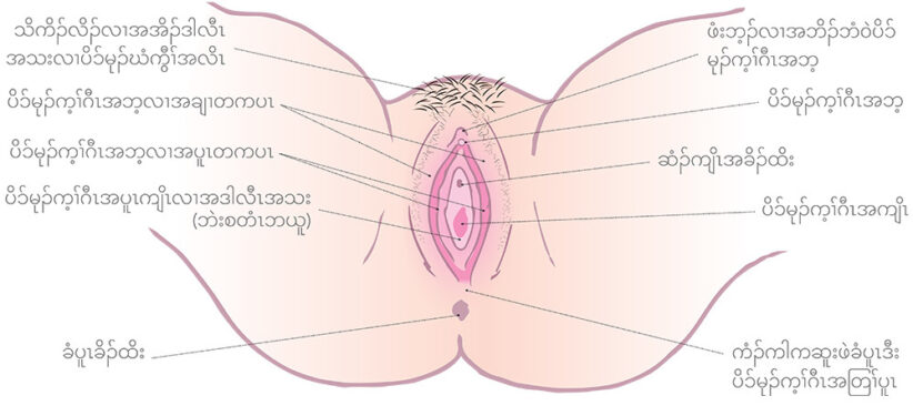 Diagram of the vulva with Karen labels