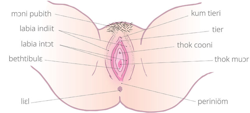Diagram of the vulva with Nuer labels