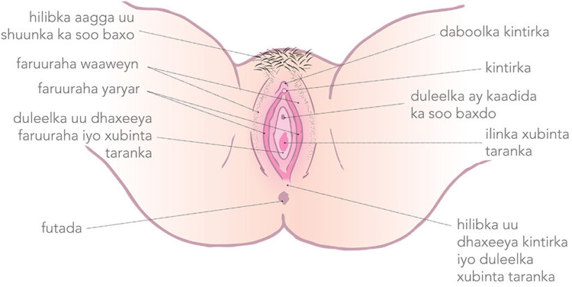 Diagram of the vulva with Somali labels