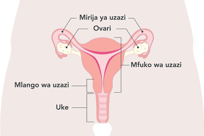 Diagram of the uterus with Swahilil labels