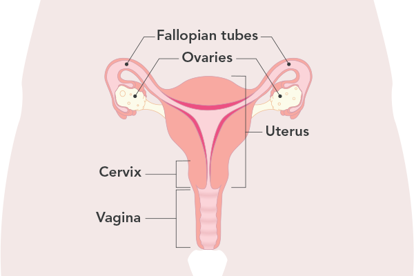 Diagram of the uterus with English labels