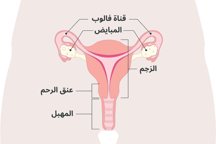 Diagram of the uterus with Arabic labels