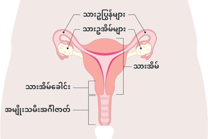 Diagram of the uterus with Burmese labels