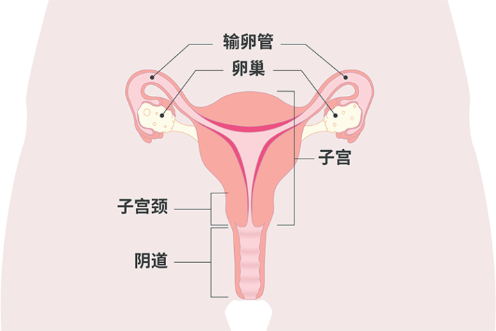 Diagram of the uterus with Chinese simplified labels