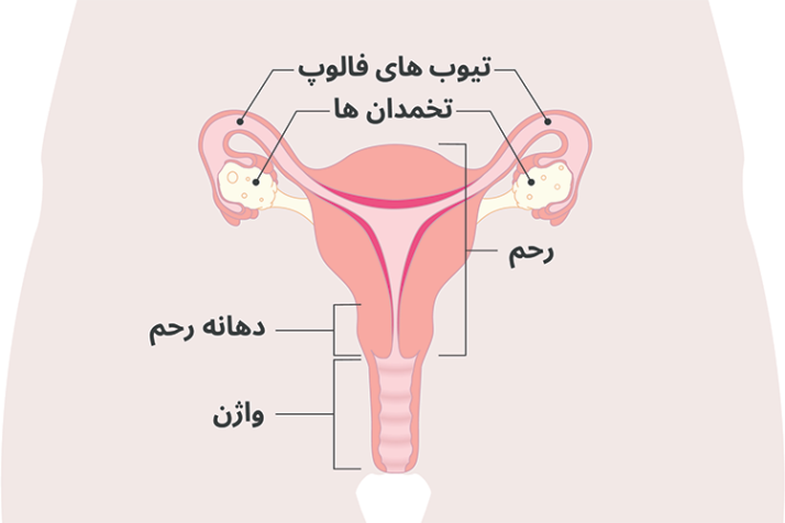 Diagram of the uterus with Dari labels