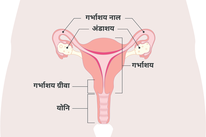 Diagram of the uterus with Hindi labels