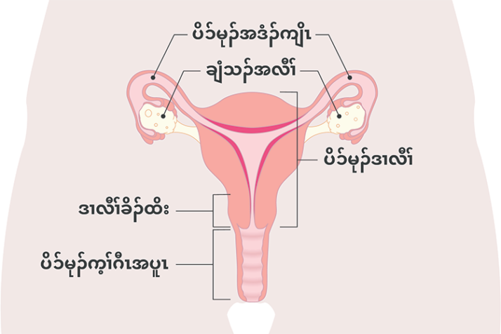 Diagram of the uterus with Karen labels