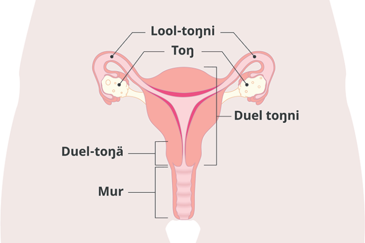 Diagram of the uterus with Nuer labels