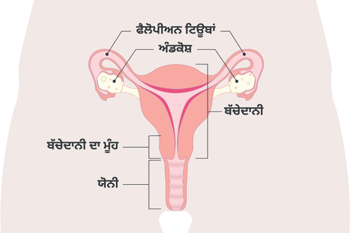 Diagram of the uterus with Punjabi labels