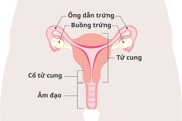 Diagram of the uterus with Vietnamese labels
