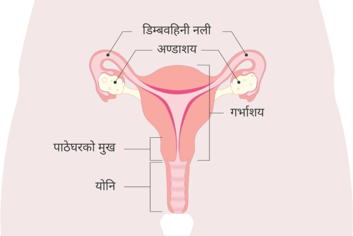 Diagram of the uterus with Nepali labels