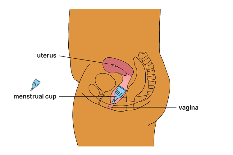 Menstrual cup diagram