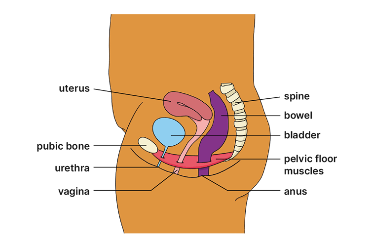 Pelvic diagram